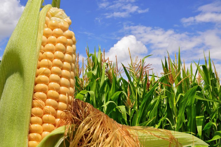 Cambio climático y sequías extremas afectan la cosecha de maíz en Puebla