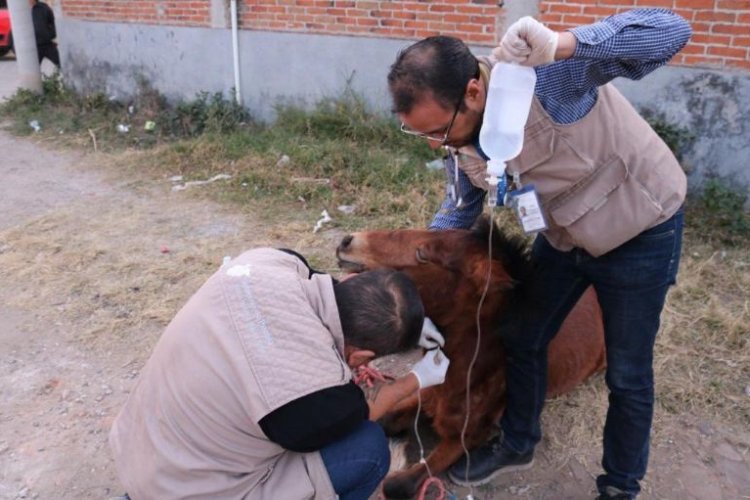 Rescatan a caballo que era golpeado por su dueño en Puebla