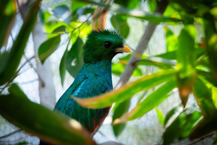 El aviario de Ixtapaluca, el más grande de Latinoamérica, podría cerrar por falta de recursos