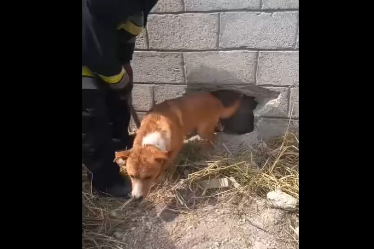 Rescatan a perro que se atoró entre dos muros en Hidalgo