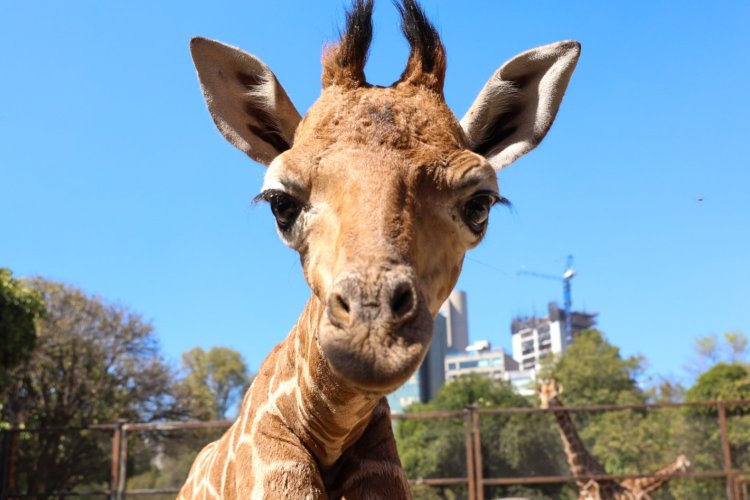 Sedema invita a votar por el nombre de la nueva cría de jirafa del zoológico de Chapultepec