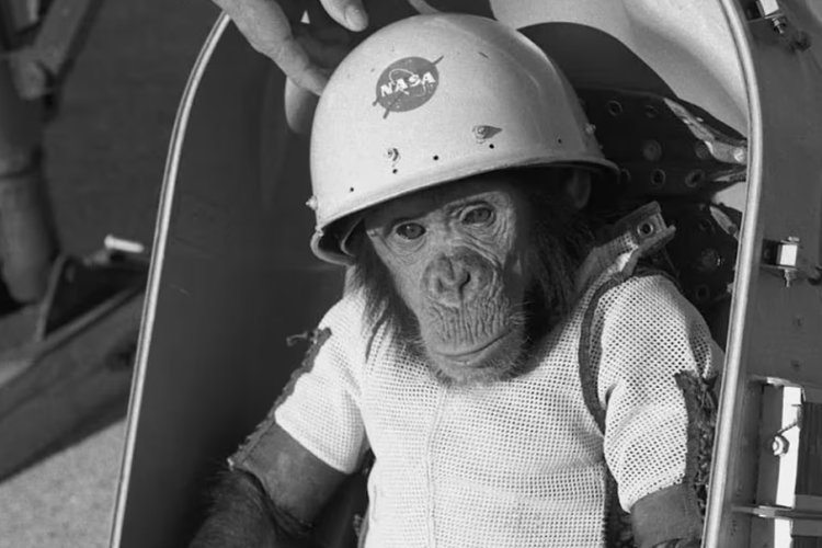 Hoy se conmemoran 63 años desde que Ham se convirtió en el primer primate en el espacio