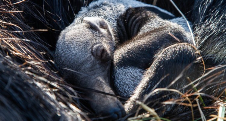 Nació cría de oso hormiguero tras años de extinción en Corrientes, Argentina