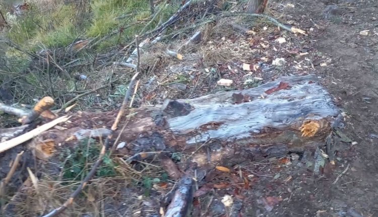 Denuncian tala de árboles en cerro de San Mateo Oxtotitlán, Toluca