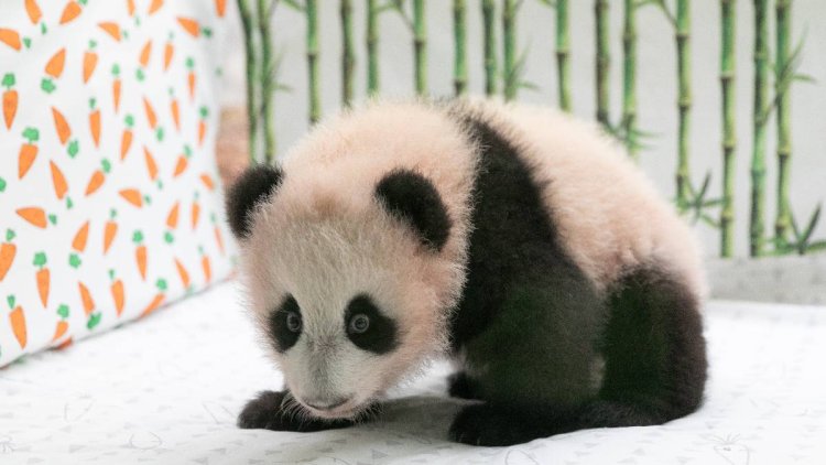 Escogen nombre de primer cachorro de panda nacido en Rusia