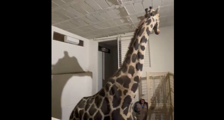 Benito llegó a Africam Safari, se está integrando con las demás jirafas