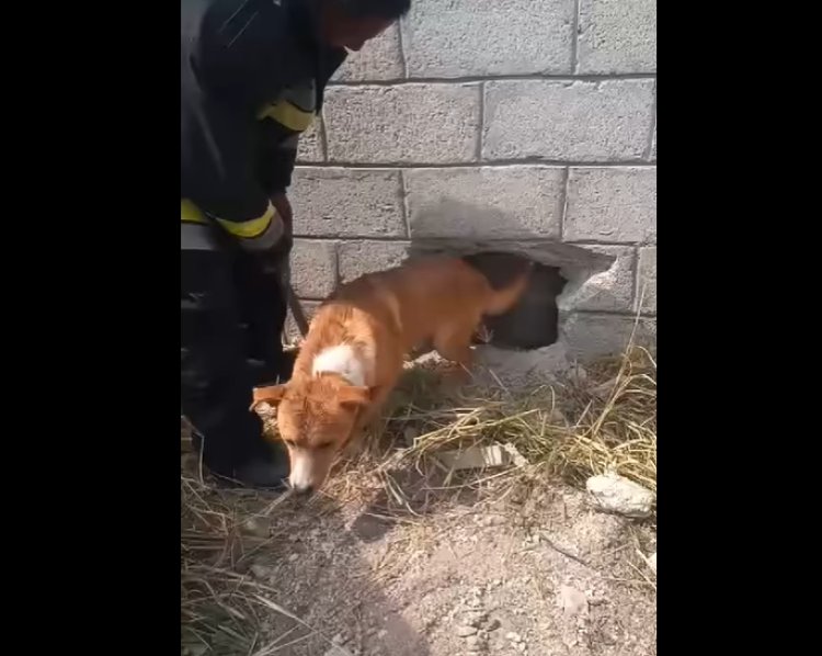 Rescatan a perro que se atoró entre dos muros en Hidalgo