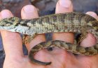 UNAM descubre lagartija en peligro de extinción en Chiapas