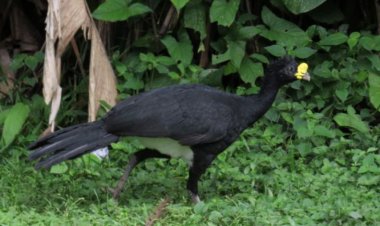 Esta ave endémica maya alerta de jaguares en la región