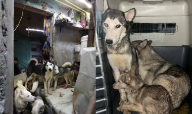 Rescatan a varios perritos en condición de maltrato en Vallejo, CDMX