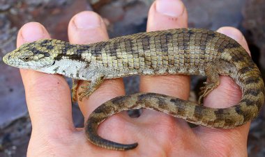 UNAM descubre lagartija en peligro de extinción en Chiapas