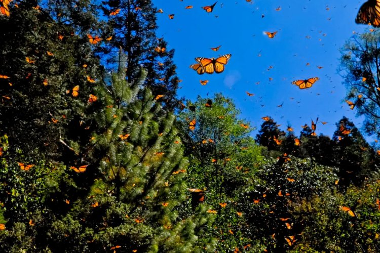Científicos advierten disminución de la Mariposa Monarca