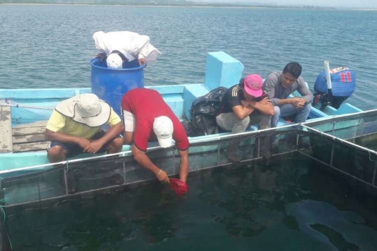 Importación de camarón centroamericano quiebra a productores mexicanos