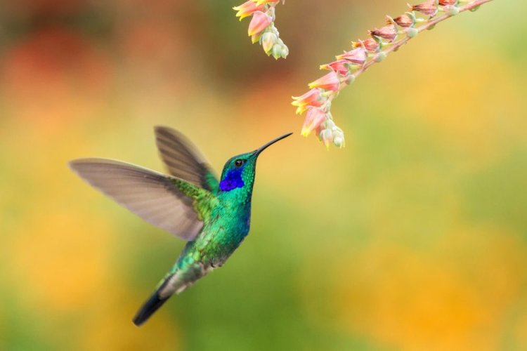 El colibrí se encuentra en peligro de extinción por rituales del 14 de febrero
