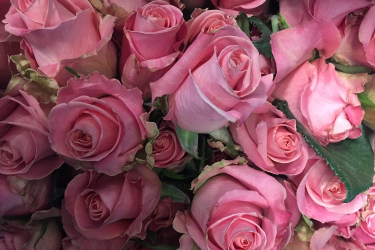 EDOMEX ocupa el primer lugar nacional en producción de rosa