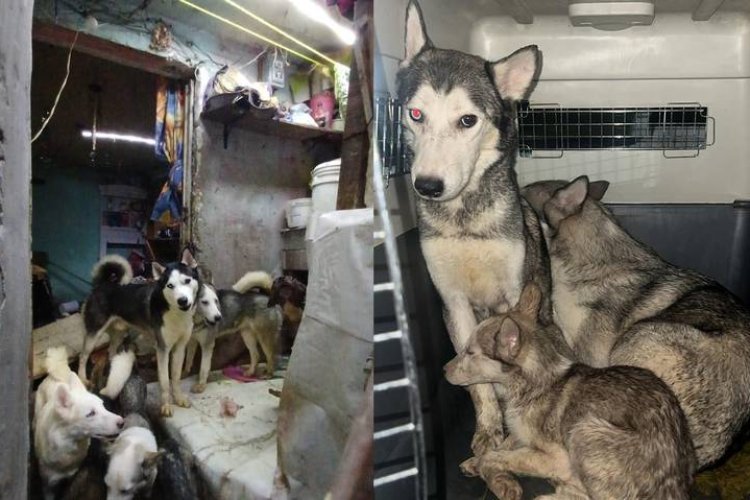 Rescatan a varios perritos en condición de maltrato en Vallejo, CDMX
