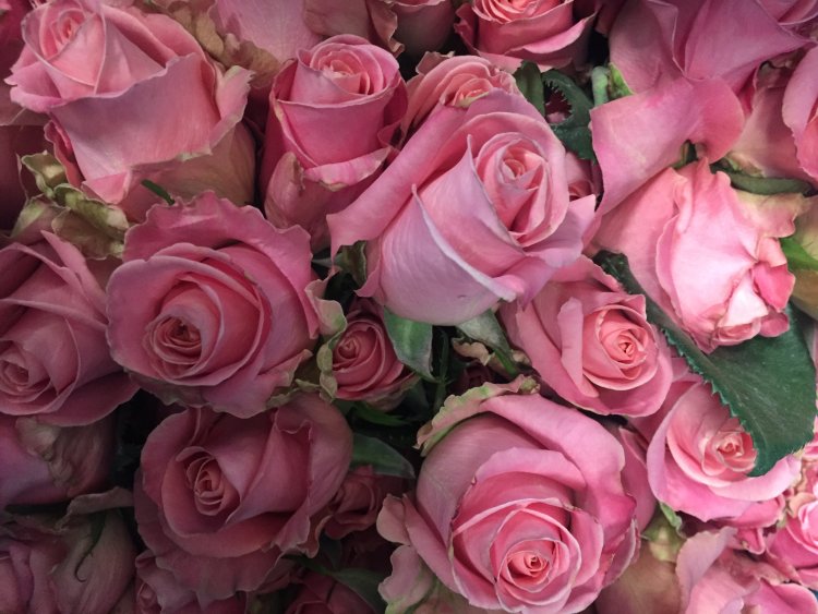 EDOMEX ocupa el primer lugar nacional en producción de rosa