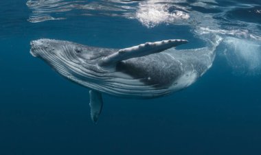 Científicos descubrieron los motivos por lo que las ballenas hembras sufren la menopausia