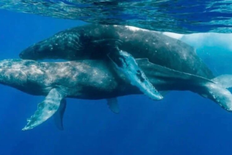 Capturaron por primera vez imágenes de ballenas jorobadas apareándose