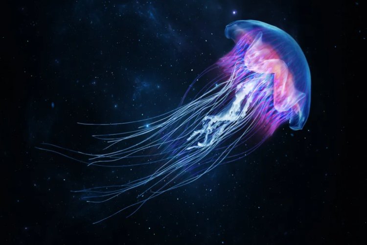 Medusas cyborg serán las próximas exploradoras de océanos en otros planetas