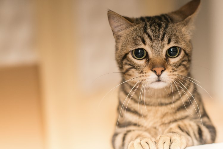 Gato radioactivo provoca alerta sanitaria en Japón