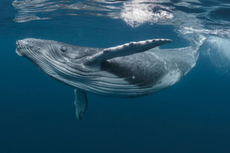 Científicos descubrieron los motivos por lo que las ballenas hembras sufren la menopausia