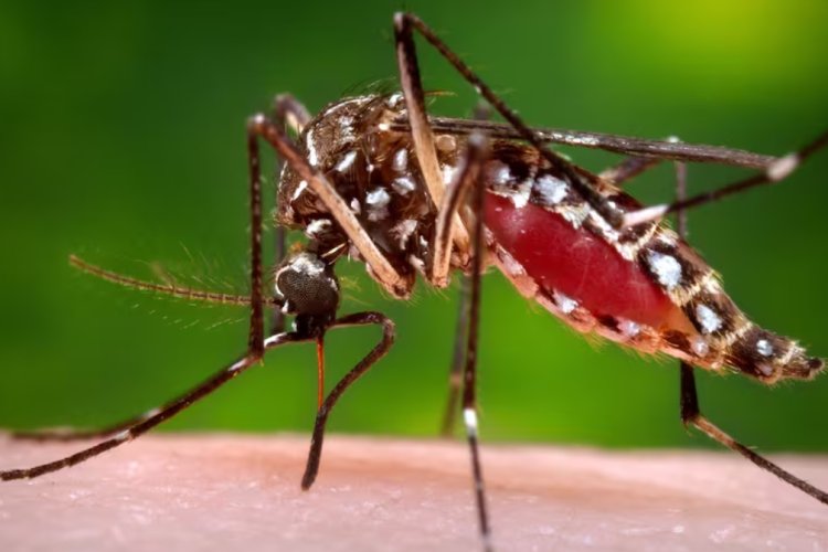 Estas son las formas de prevenir el dengue estas vacaciones de Semana Santa