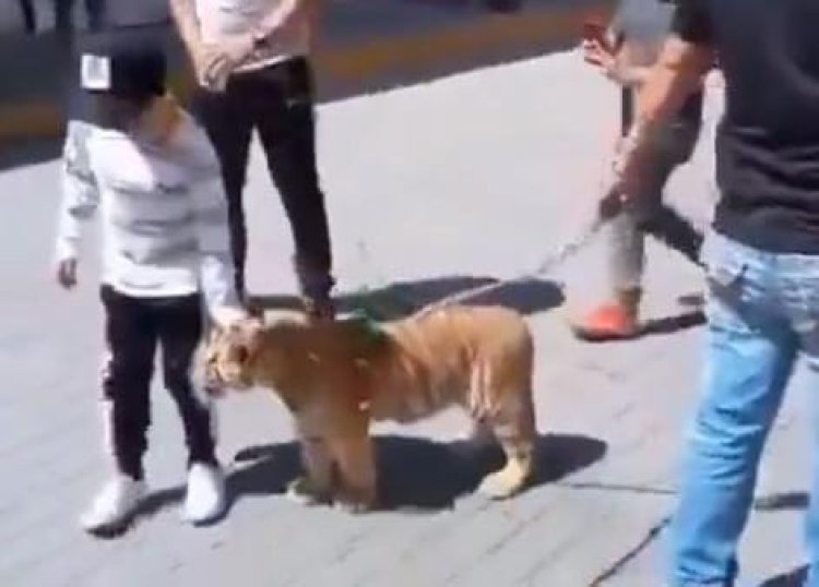 Pasean con correa a tigre de bengala en las calles de Hidalgo