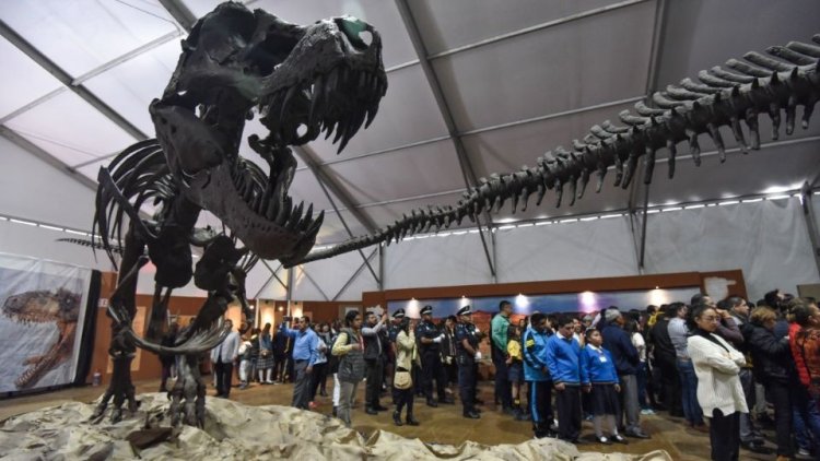Dinosaurios en la UNAM, todo sobre la exposición en Universum