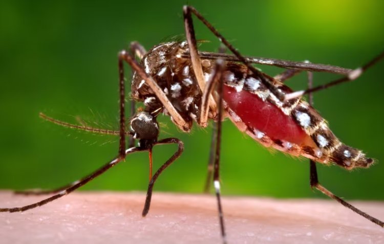 Estas son las formas de prevenir el dengue estas vacaciones de Semana Santa