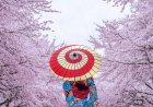 No te pierdas el Festival Japonés de Primavera en la CDMX