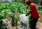 Ante la falta de apoyos al campo en Veracruz en riesgo el 40 por ciento de la producción