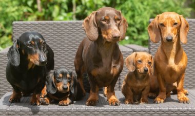 En Alemania buscan prohibir los perros salchicha