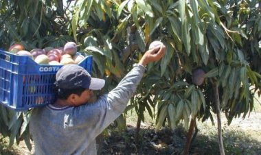 La producción en Nayarit de mango tendrá bajo precio
