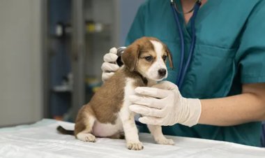 Extraña enfermedad respiratoria ataca a perros en la CDMX