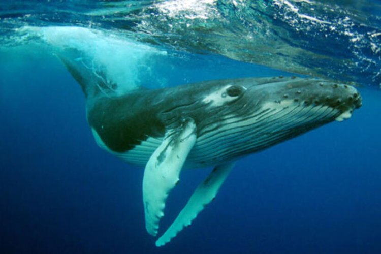 Científicos descubren porque las ballenas pueden cantar