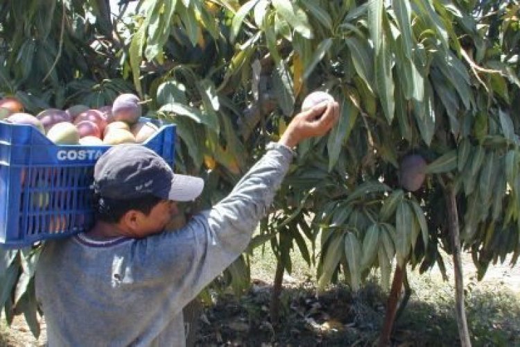 La producción en Nayarit de mango tendrá bajo precio