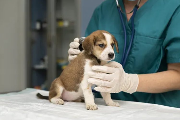 Extraña enfermedad respiratoria ataca a perros en la CDMX