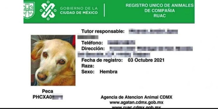 Será obligatorio registrar a tu mascota en la CDMX para evitar abandono y maltrato