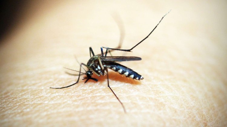 Argentina enfrenta el peor brote de dengue en su historia