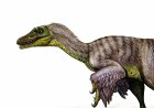 Descubren enormes huellas de velociraptor en China