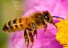 Esta es la importancia de las abejas para el mundo