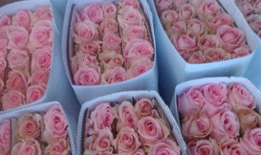 Floricultores de Tenancingo de Degollado esperan altas ventas este 10 de mayo