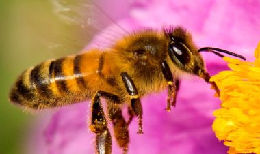 Esta es la importancia de las abejas para el mundo