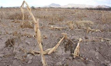 Sequía en San Luis Potosí, solo un municipio se salva