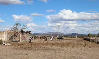 Cae el precio del ganado por falta de alimentos y agua en Zacatecas