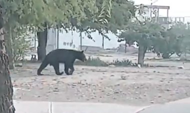 Oso sale a buscar comida y agua en calles de Nuevo León