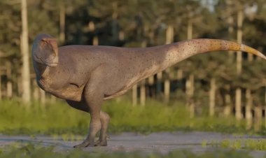Este fósil tenía los brazos más pequeños que un tiranosaurio