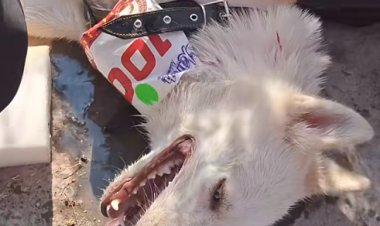 Sujeto abandona a su perro con golpe de calor en carrera en San Luis Potosí