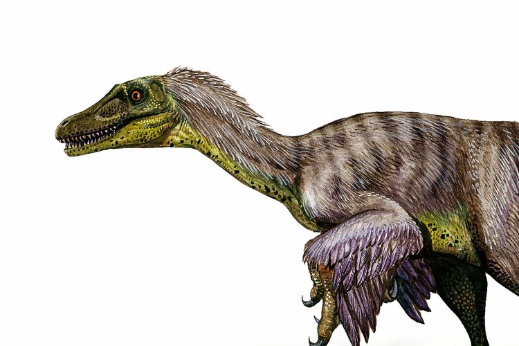 Descubren enormes huellas de velociraptor en China